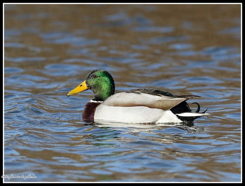 Canard colvert